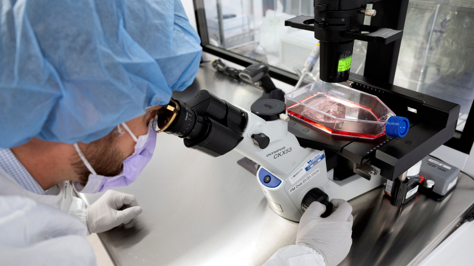 New cancer tech sends chemo straight to tumors Accountants Canberra